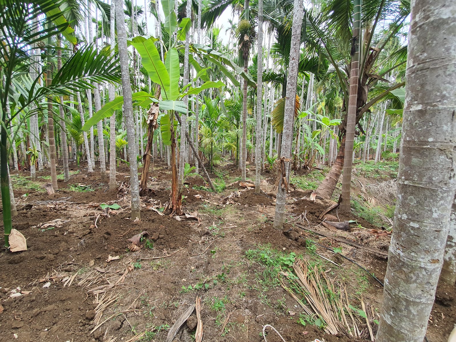 Organic fruit-tree farm at Attiganal village near Bhadra Wildlife Sanctuary